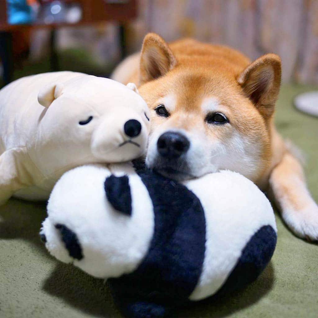 Maru the Shibu Inu cuddles with his friends