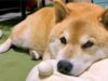 Dog And His Teddy Bear Have The Same Sleeping Position Maru has a funny way of sleeping with stuffed animals