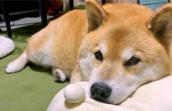 Dog And His Teddy Bear Have The Same Sleeping Position Maru has a funny way of sleeping with stuffed animals