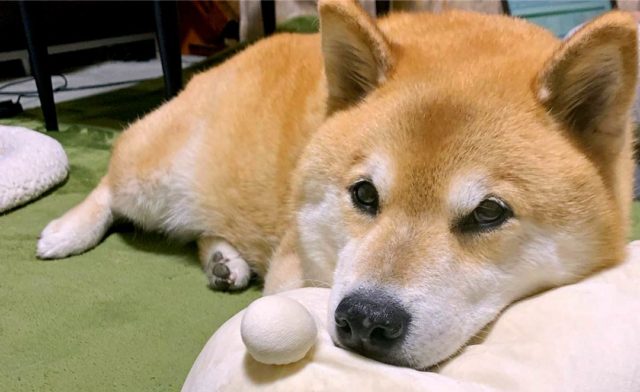 Maru has a funny way of sleeping with stuffed animals