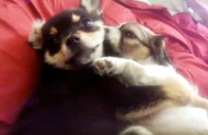 Dog Charmed! Adorable Puppy Sibs Sleep Together In Each Other’s Arms Nap time for puppies