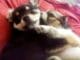 Dog Charmed! Adorable Puppy Sibs Sleep Together In Each Other’s Arms Nap time for puppies