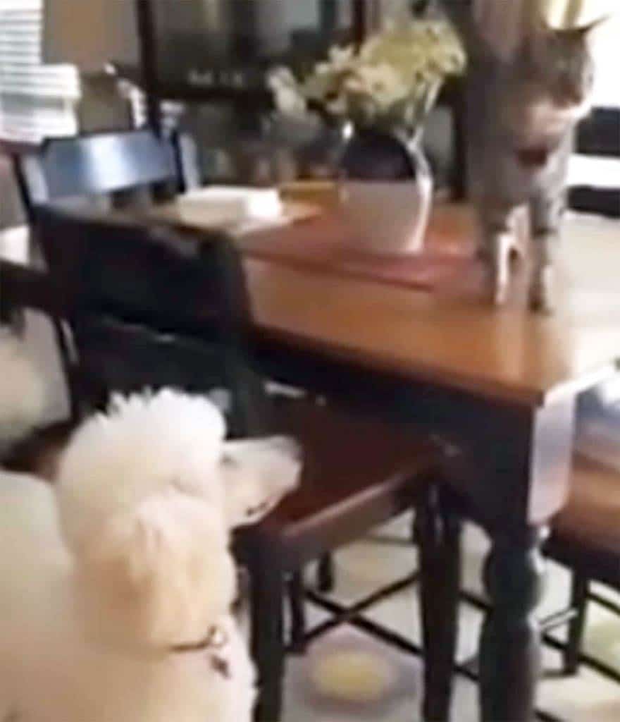 Poodle plays with the cat