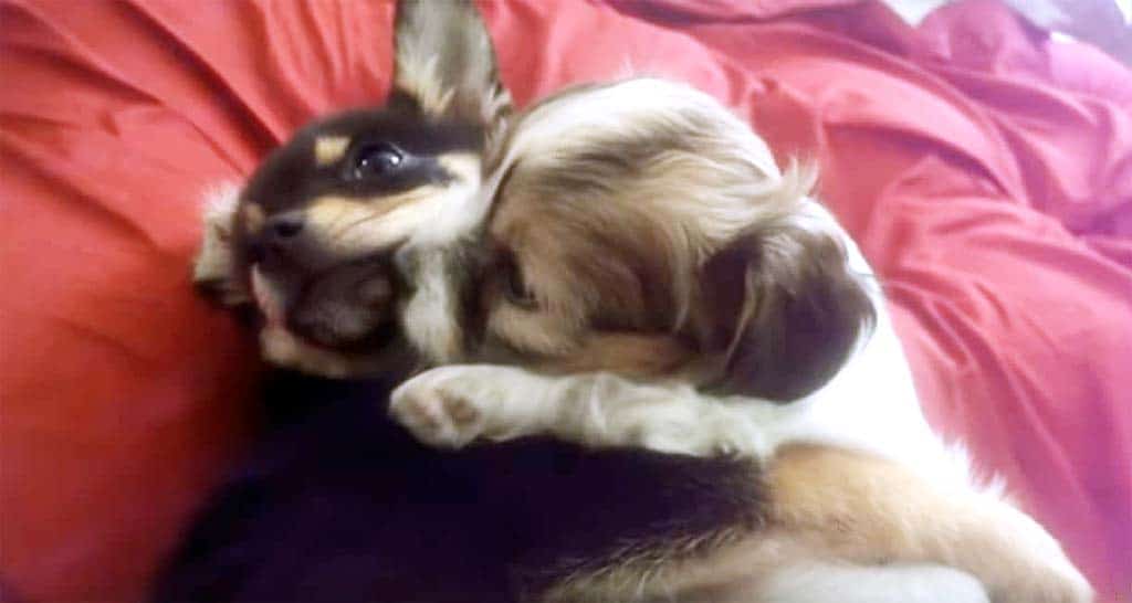 Puppies cuddle at nap time