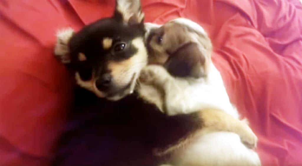 Two puppies enjoy nap time together