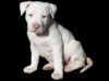 Cat Becomes Foster Mother To A Three-Legged Puppy Pitbull puppy with one leg raised by cats