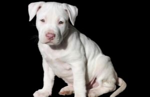 Cat Becomes Foster Mother To A Three-Legged Puppy Pitbull puppy with one leg raised by cats