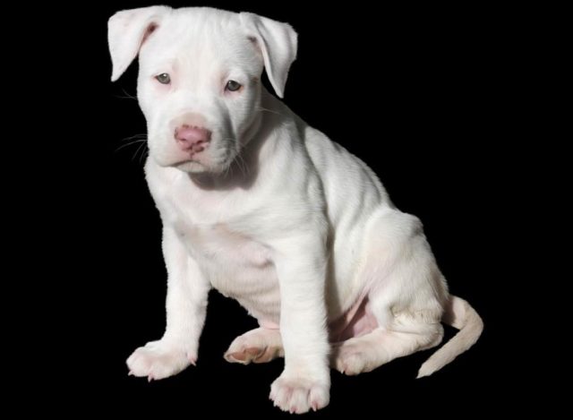 Pitbull puppy with one leg raised by cats