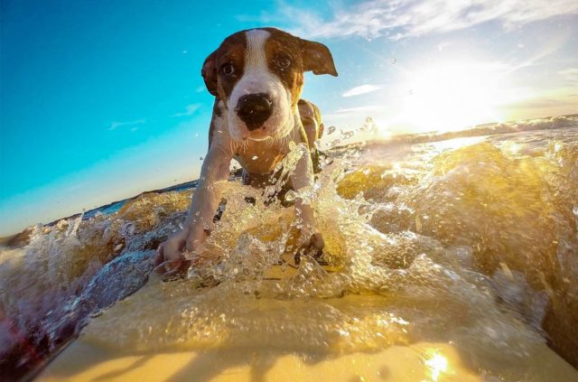 Surf lessons for dogs benefits a California animal shelter