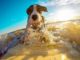 Surfing Lessons For Dogs Will Be Offered By A California Animal Shelter Surf lessons for dogs benefits a California animal shelter