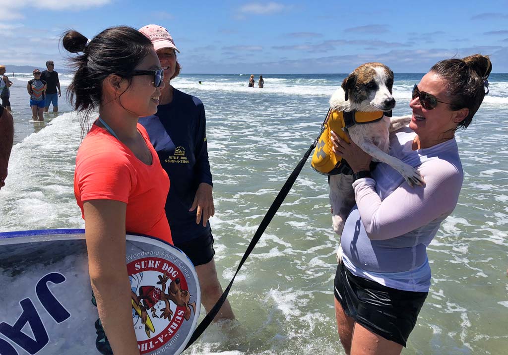 Dogs learn to surf before a competetion