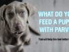 What to Feed a Puppy With Parvo and What to Avoid What do you feed a puppy with parvo to make him feel better?