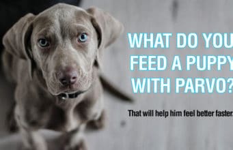 What to Feed a Puppy With Parvo and What to Avoid What do you feed a puppy with parvo to make him feel better?