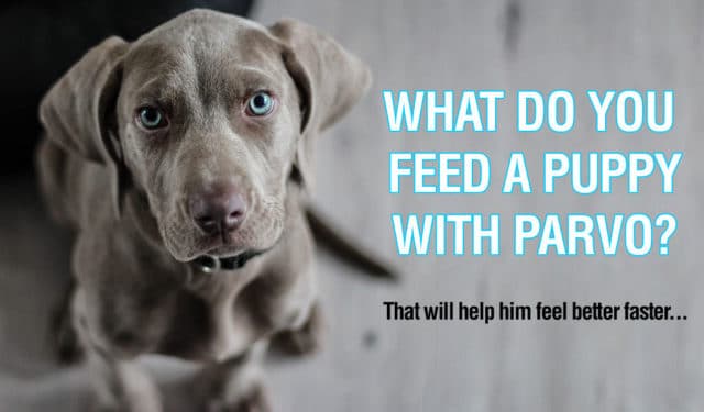 What do you feed a puppy with parvo to make him feel better?