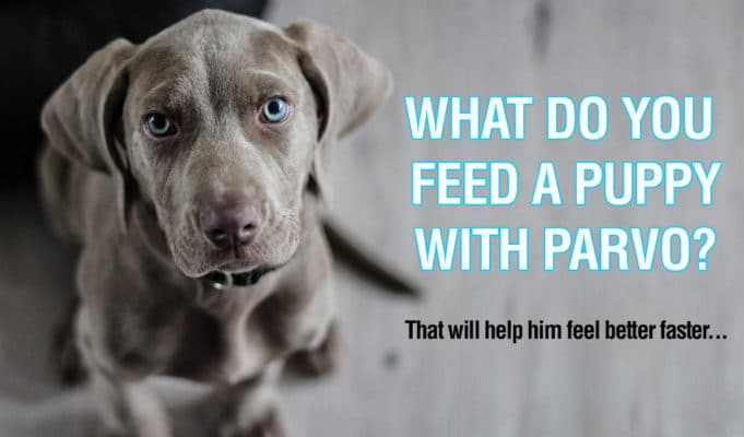 what-to-feed-a-puppy-with-parvo-and-what-to-avoid