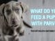 What to Feed a Puppy With Parvo and What to Avoid What do you feed a puppy with parvo to make him feel better?