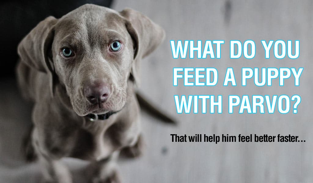 What to Feed a Puppy With Parvo So He 