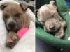 Man Rushes To Rescue Two Frozen Puppies In A Box