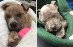 Man Rushes To Rescue Two Frozen Puppies In A Box