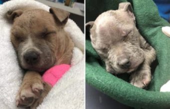 Man Rushes To Rescue Two Frozen Puppies In A Box