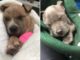 Man Rushes To Rescue Two Frozen Puppies In A Box