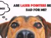 Are Laser Pointers Bad for Dogs? Laser pointer games can be dangerous fo dogs