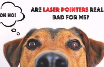 Are Laser Pointers Bad for Dogs? Laser pointer games can be dangerous fo dogs