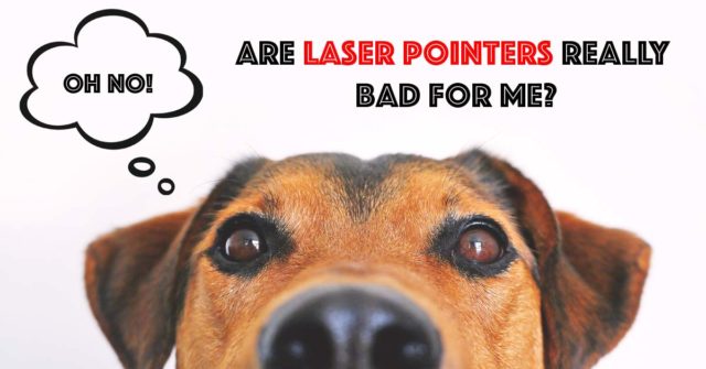 are laser bad for dogs to play with