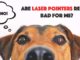 Are Laser Pointers Bad for Dogs? Laser pointer games can be dangerous fo dogs
