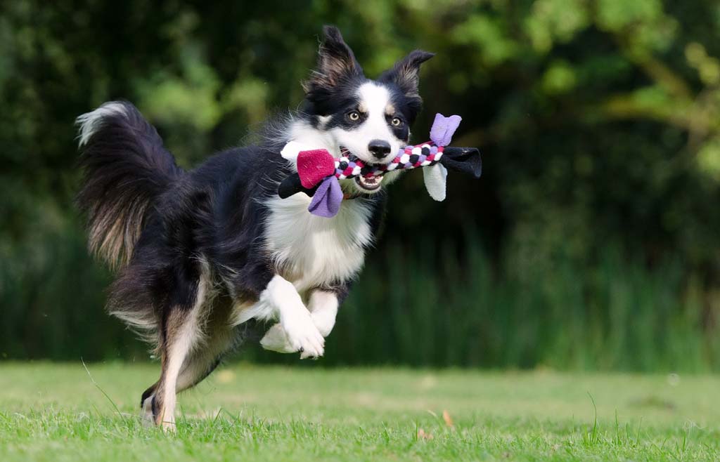 Playing fetch with your dog is a great form of exercise