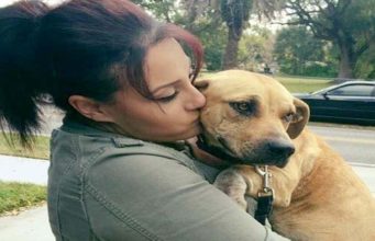 Scar-Ridden Dog Can’t Believe She Is Getting Rescued Pregnant dog rescued and finds a loving home