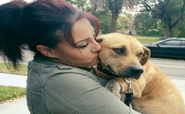 Pregnant dog rescued and finds a loving home