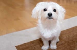 This Genius Dog Helps With Household Chores This genius dog helps with household chores