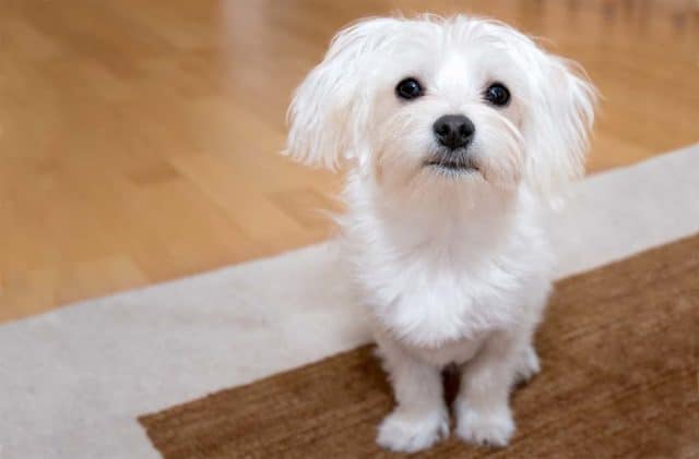 This genius dog helps with household chores