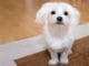 This Genius Dog Helps With Household Chores This genius dog helps with household chores