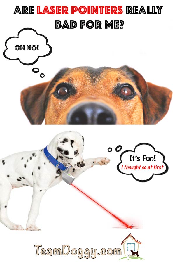 Are laser pointers bad for dogs? It turns out they can cause long term problems