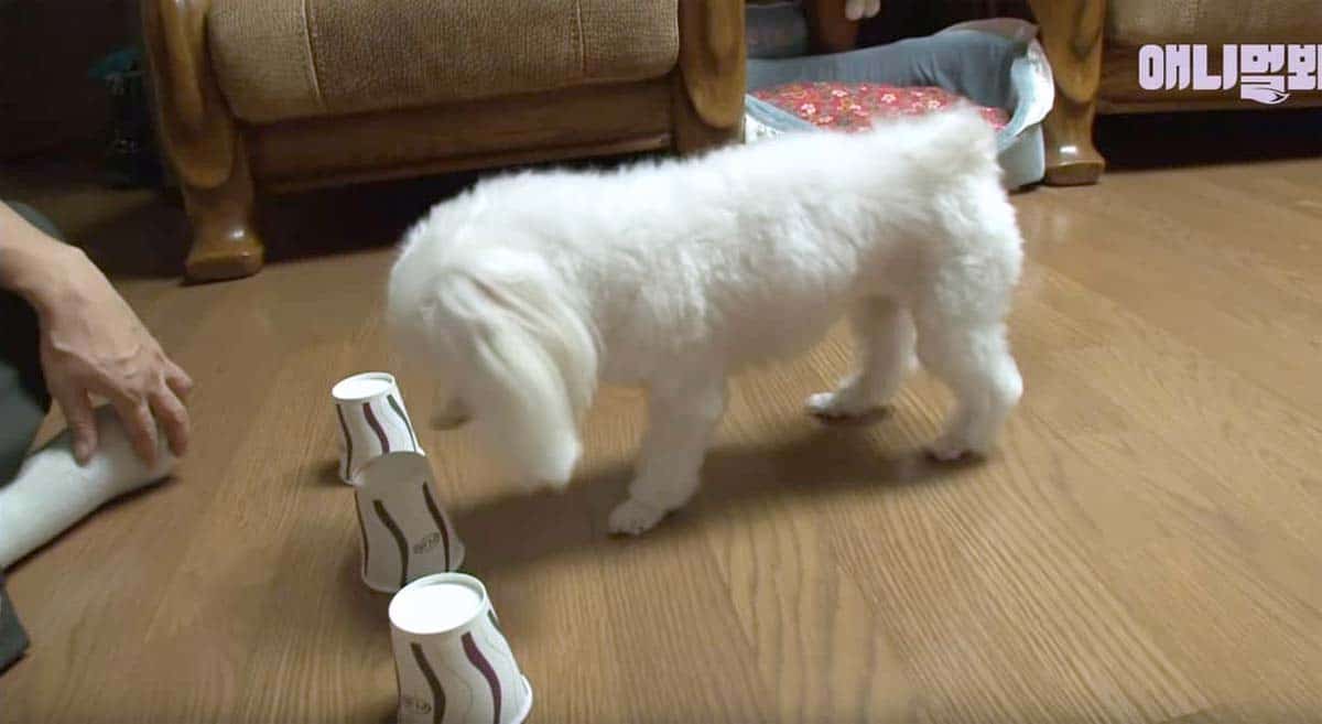 Very intelligent Maltese learns to pick the right cup