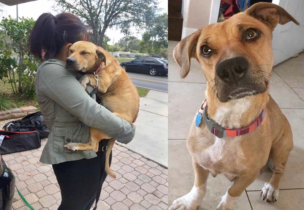 Abused pregnant fighting dog rescued and finds a new home