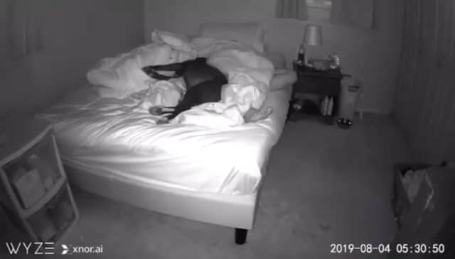 Security camera set up to record sleep problems with dog