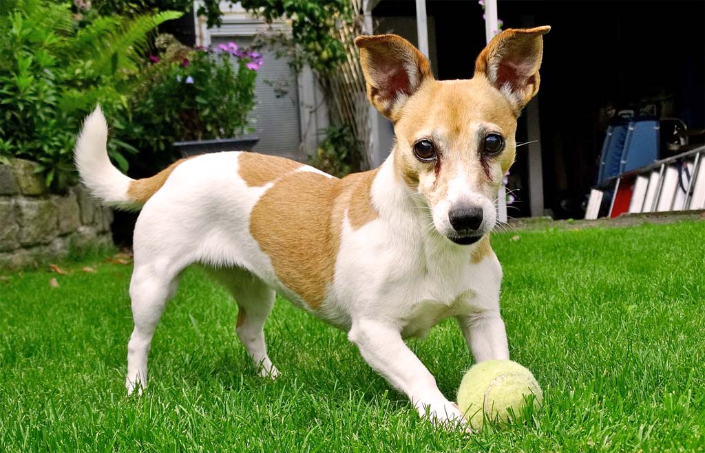 Jack Russell loves to play catch with a tennis ball