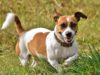 12 Years Ago Vets Gave This Jack Russell 3 Months To Live – He Just Turned 19 This Jack Russell beats a cancer diagnosis for over 12 years