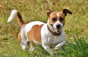 12 Years Ago Vets Gave This Jack Russell 3 Months To Live – He Just Turned 19 This Jack Russell beats a cancer diagnosis for over 12 years