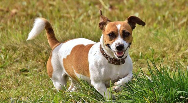 This Jack Russell beats a cancer diagnosis for over 12 years