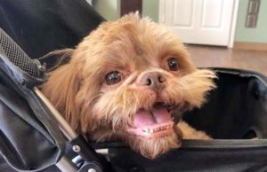 Guy Asks Animal Shelter Worker to Euthanize His 20 Year Old Dog Radar an old dog dropped off at a shelter finds a new life