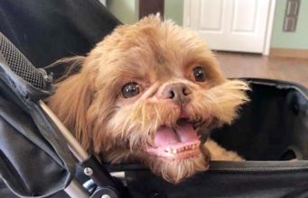 Guy Asks Animal Shelter Worker to Euthanize His 20 Year Old Dog Radar an old dog dropped off at a shelter finds a new life