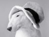 This English Bull Terrier Loves Vacuum Massages Bull Terrier loves the vacuum
