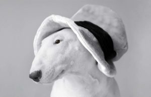 This English Bull Terrier Loves Vacuum Massages Bull Terrier loves the vacuum