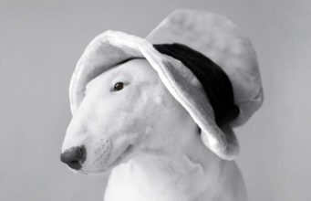 This English Bull Terrier Loves Vacuum Massages Bull Terrier loves the vacuum