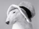 This English Bull Terrier Loves Vacuum Massages Bull Terrier loves the vacuum