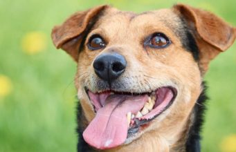 Dog Sneakily Steals Grandma’s Dentures But Can’t Hide His Smile